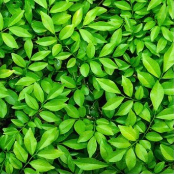 Meet your Posher, Teagan - Picture 1 of 1